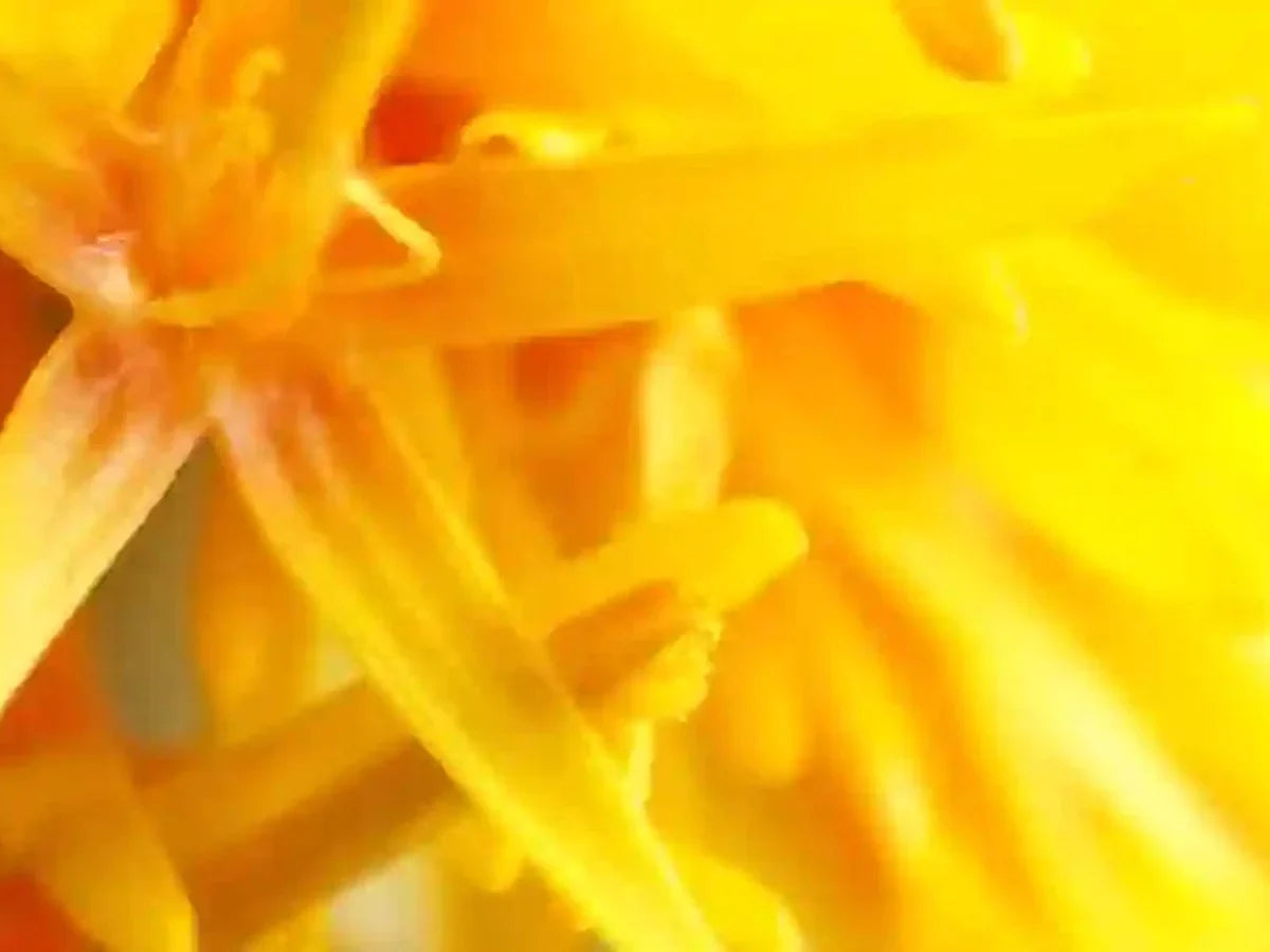 Safflower — iSpice spice guide