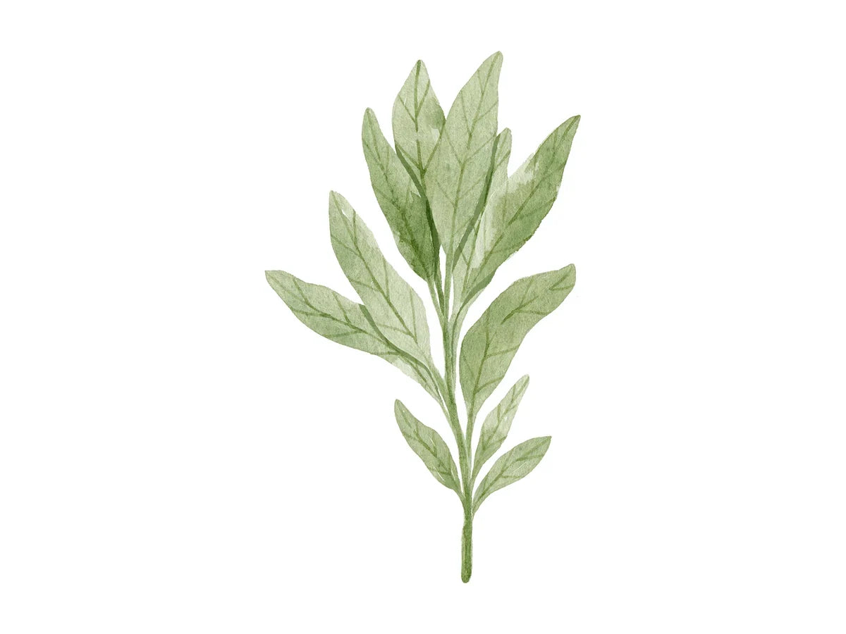 Sage — iSpice spice guide