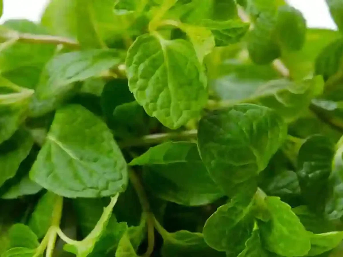 Spearmint — iSpice spice guide