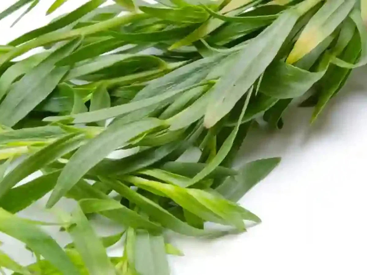 Tarragon — iSpice spice guide