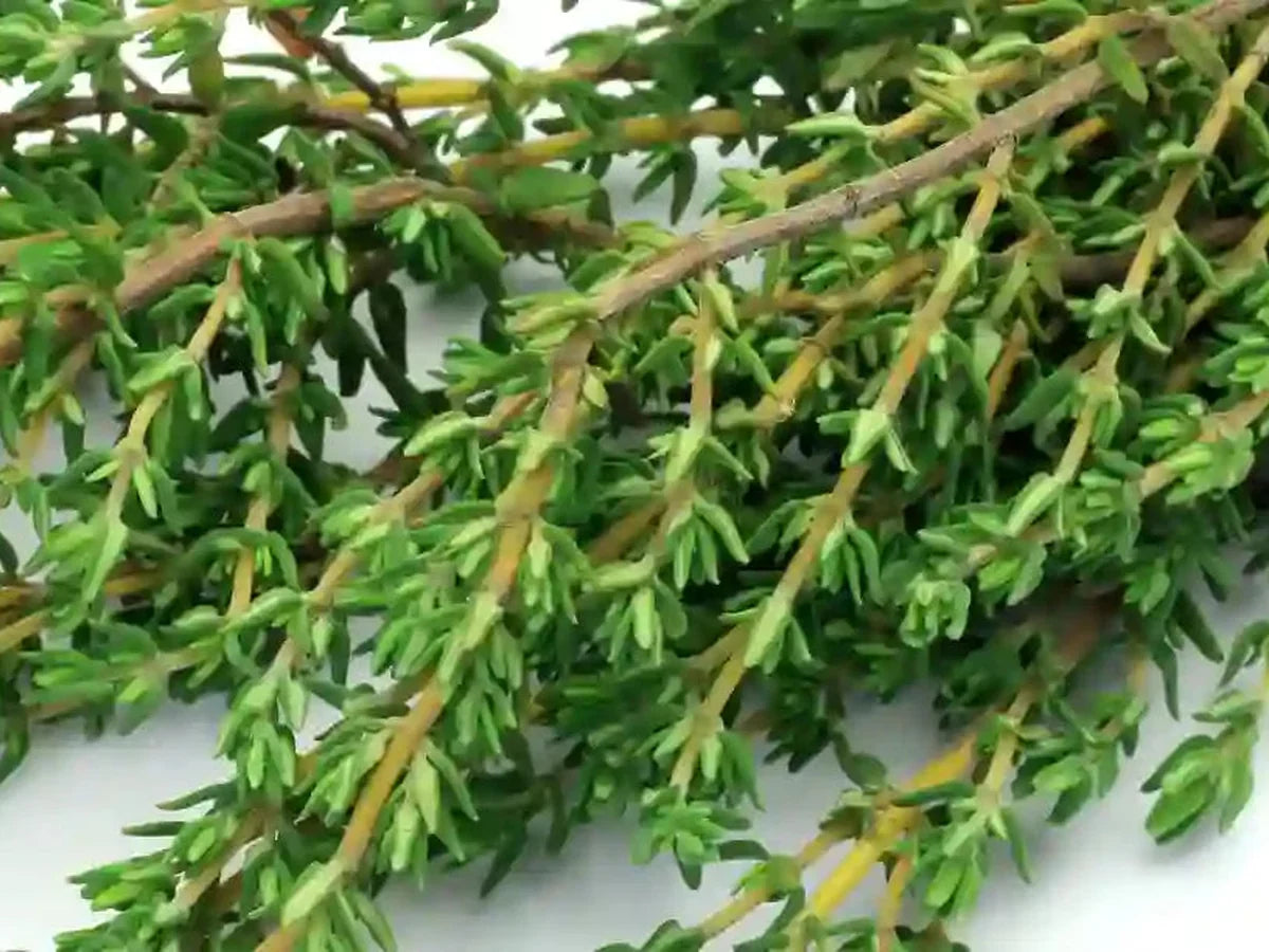 Thyme — iSpice spice guide