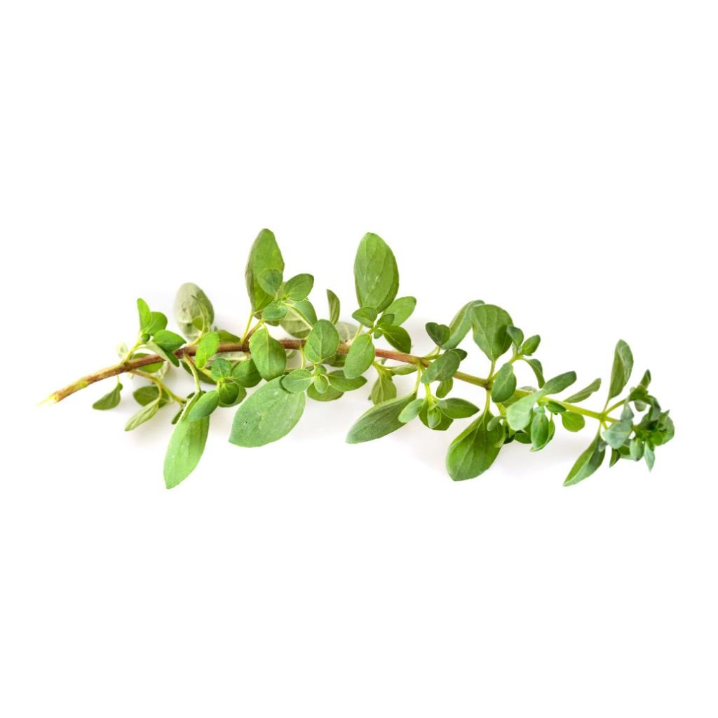 iSpice | Oregano Ground | 4.34 oz | Premium Herbs | Kosher | Halal | Finely milled - iSpice You