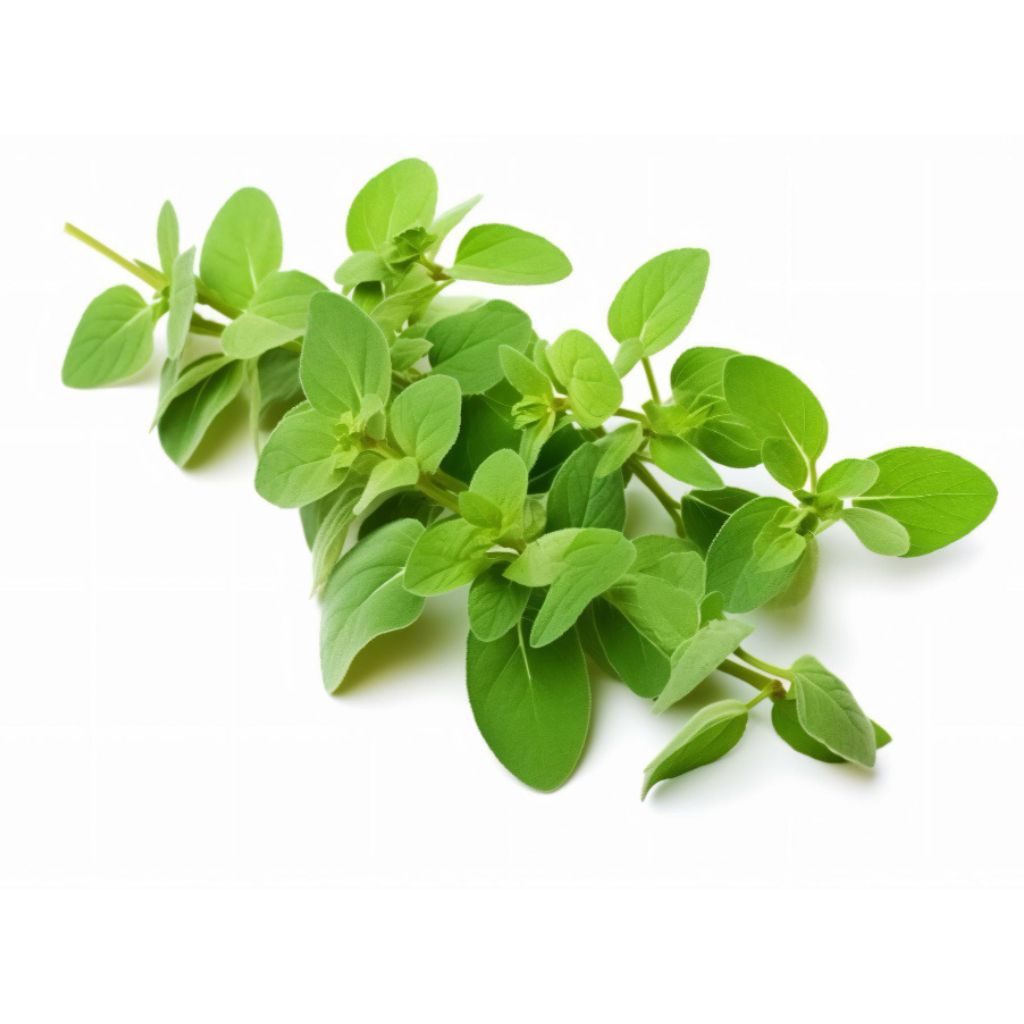 Culinary uses of Marjoram Leaves Health benefits of Marjoram Cooking with Fresh Marjoram Dried Marjoram in recipes Marjoram vs. Oregano - A comparison Infusing dishes with Marjoram flavor Mediterranean cuisine with Marjoram Marjoram-infused oils and vinegars