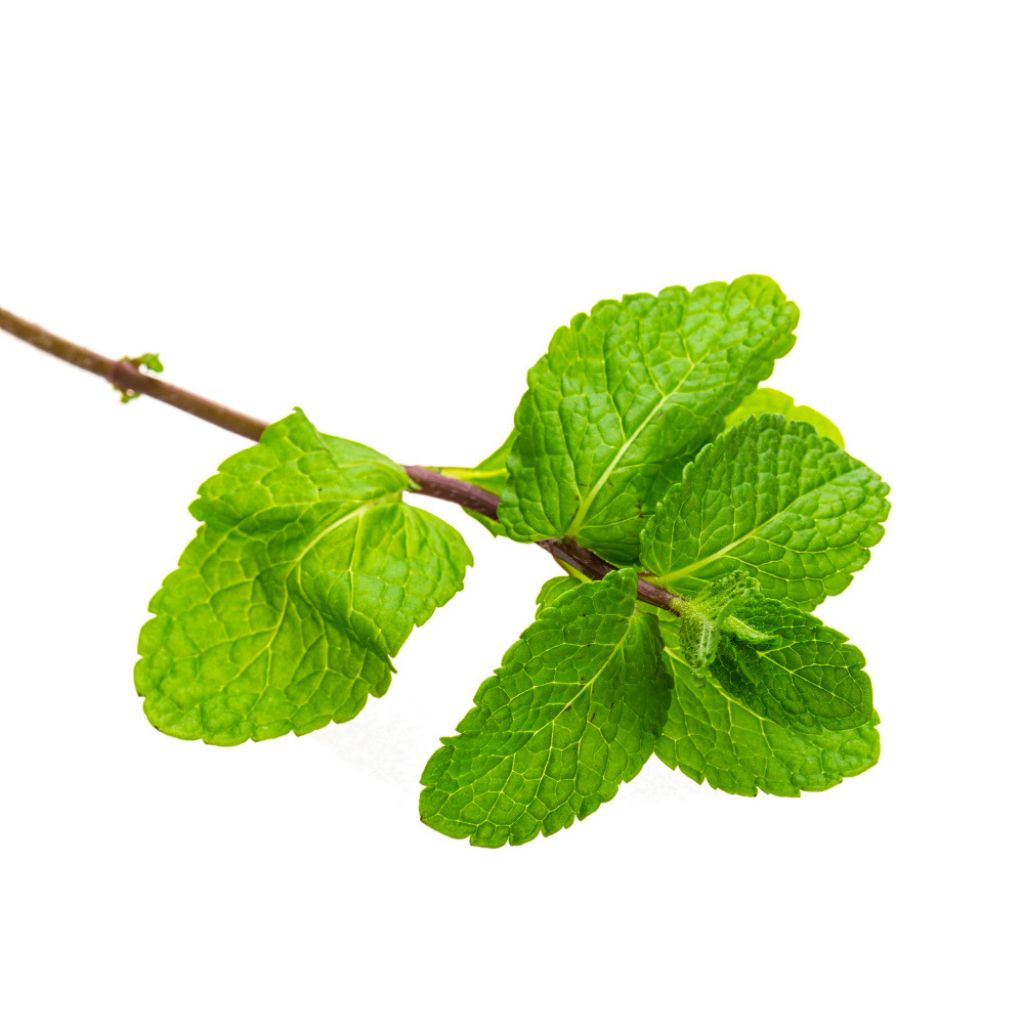 Cooking with Crushed Spearmint Leaves Flavor profile of Crushed Spearmint Leaves