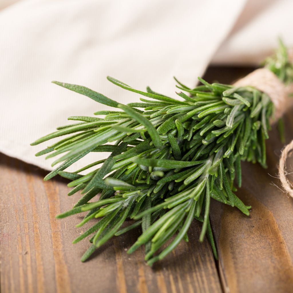 Rosemary Leaves uses Culinary applications of Rosemary Leaves Cooking with Rosemary Leaves