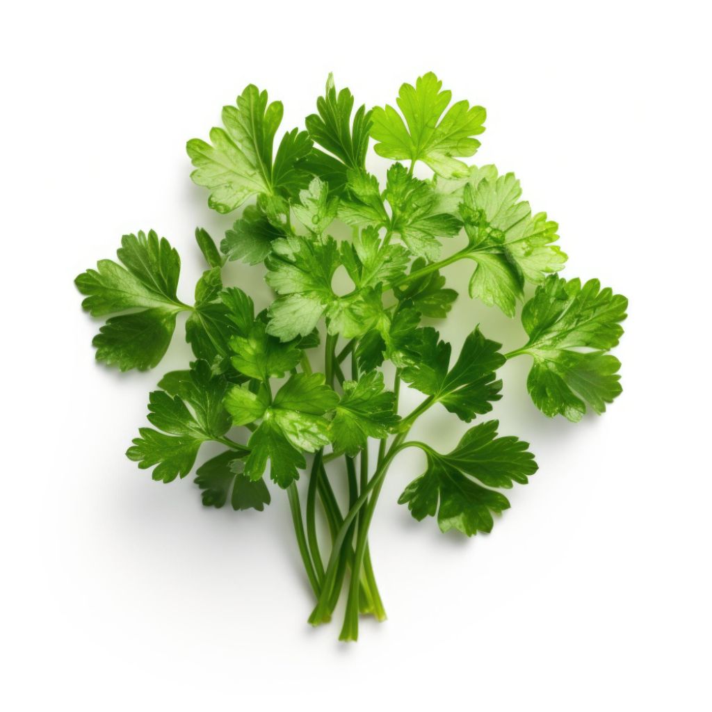Curly parsley uses Culinary applications of curly parsley Cooking with curly parsley Flavor profile of curly parsley Incorporating curly parsley in dishes Curly parsley as a garnish Curly parsley in salads Curly parsley in soups and stews Curly parsley and herbaceous flavor Curly parsley in Mediterranean cuisine