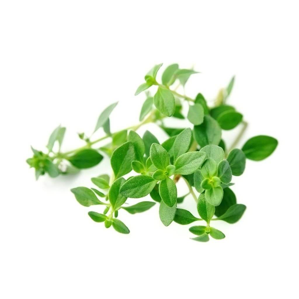 iSpice | Oregano Ground | 4.34 oz | Premium Herbs | Kosher | Halal | Finely milled - iSpice You