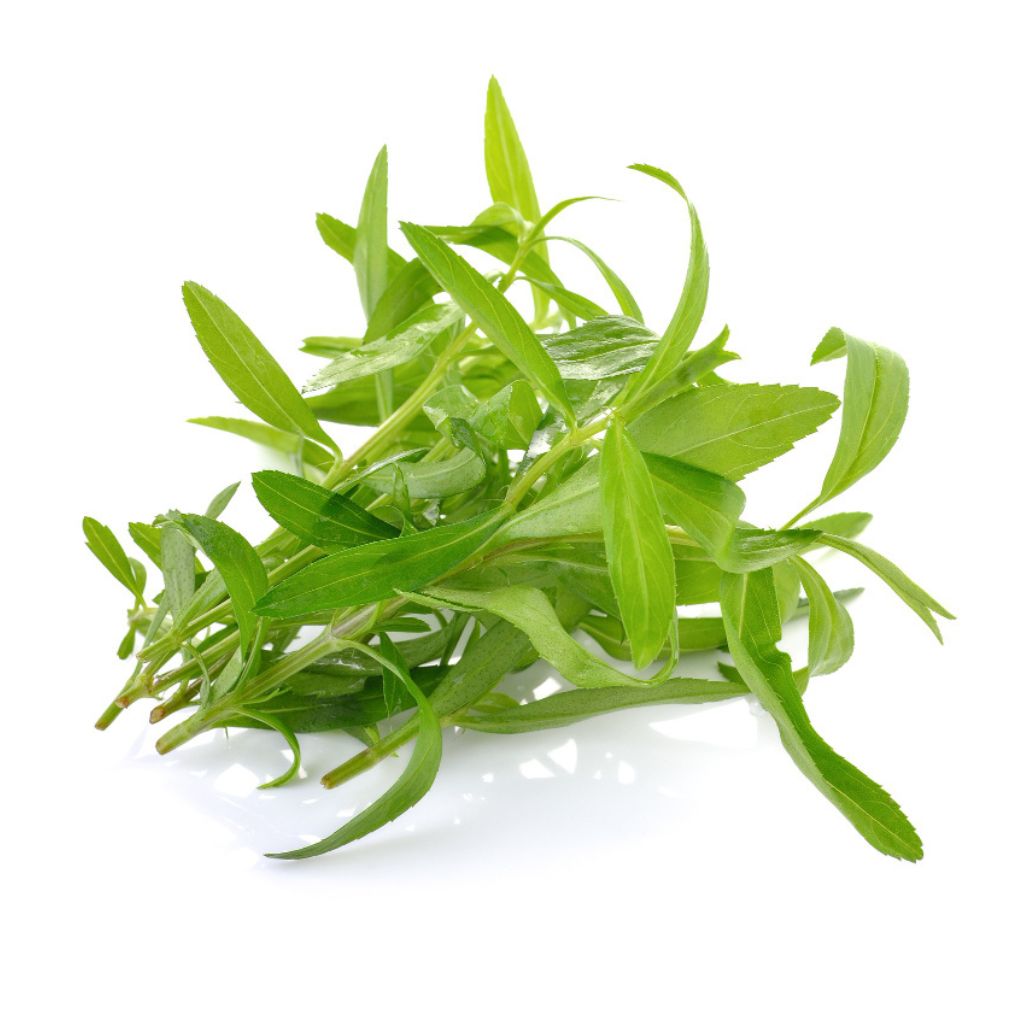 Tarragon Leaves uses Culinary applications of Tarragon Leaves Cooking with Tarragon Leaves Flavor profile of Tarragon Leaves
