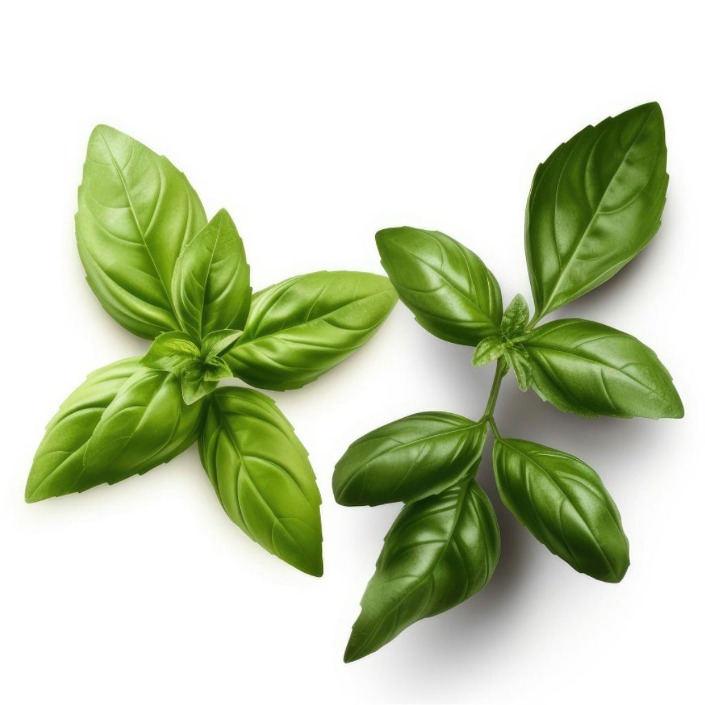 Basil leaves for pesto Basil leaf aroma Basil leaves for salads Basil leaves for pasta Basil leaves for garnish Basil leaves for dressings Basil leaves for soups Basil leaves for pizza