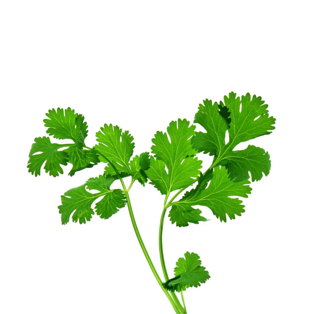 Cilantro leaves for Asian dishes Cilantro leaves&#39; vibrant green color Cilantro leaves&#39; aromatic aroma Cilantro leaves for soups Cilantro leaves&#39; herbal notes Cilantro leaves for guacamole Cilantro leaves for curries Cilantro leaves&#39; culinary impact Cilantro leaves for rice dishes Cilantro leaves for wraps