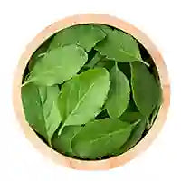 Basil