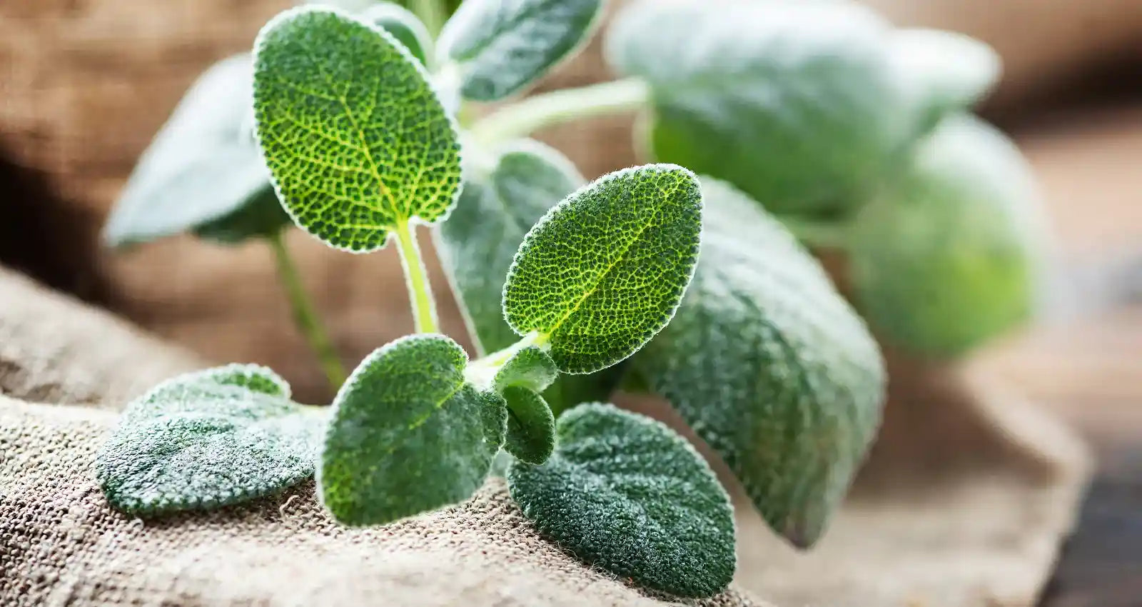 The Ultimate Guide to Dried Herb Storage